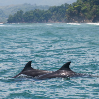 Uvita - Bahia Ballena - Dolphins